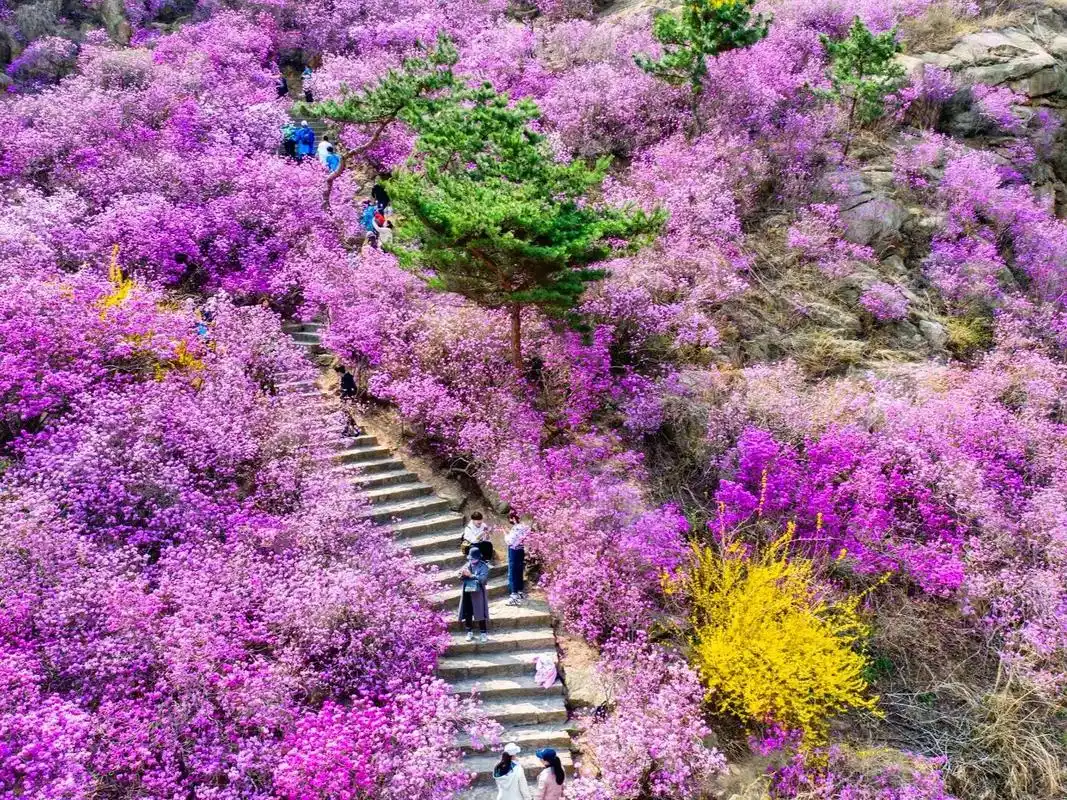 青岛·大珠山杜鹃花