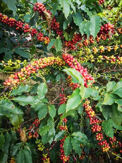 保山永子棋院夜景,小粒咖啡种植基地.