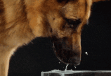 所以咱家毛孩子是怎么喝水的呢?