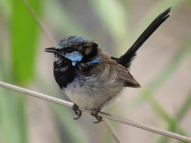 【鸟界奇葩事儿】细尾鹩莺竟靠歌声来挽回"爱情"? - 知乎