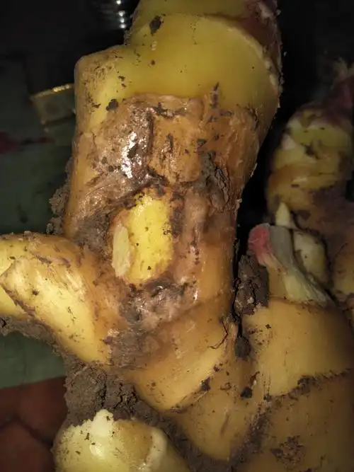 生姜常见7大病害2大虫害防治方法汇总!其中一种超级厉害