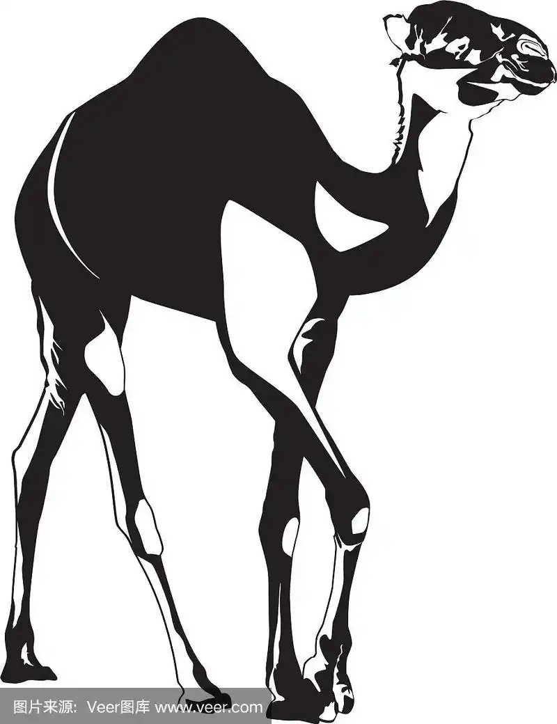 孤立的阿拉伯骆驼单峰剪影