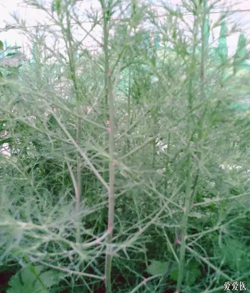 黄牛尾服了,空心拳吹了,风没了.