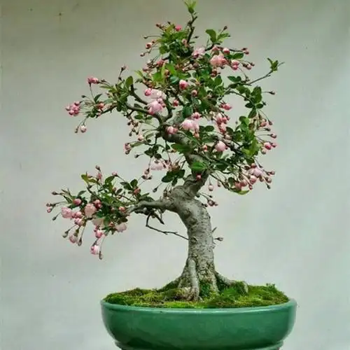 四季海棠老桩图片四季海棠盆景图片