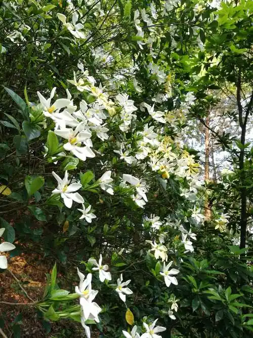 寂寂栀子繁花树
