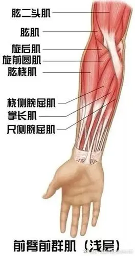 37张前臂局部解剖高清图解,收藏必备!
