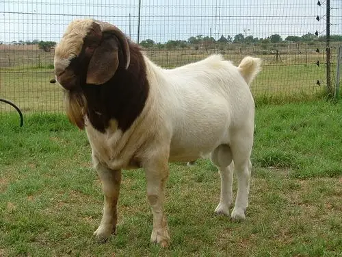 怎样提高肉羊养殖效益,山东波尔山羊价格多少?