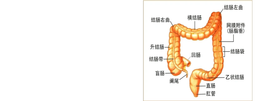 第一节 结肠解剖