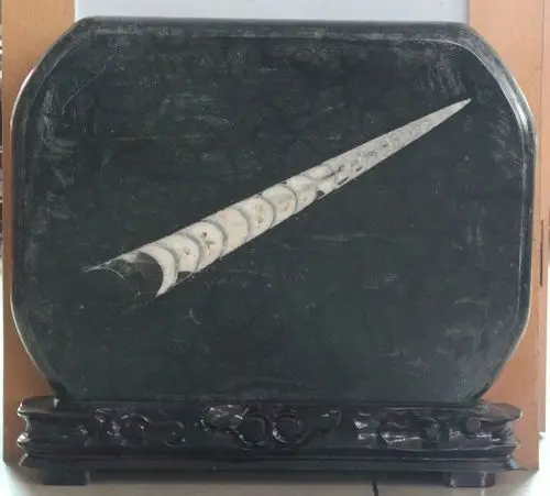 兴趣 中华角石 写美篇  中华角石,又称震旦角石