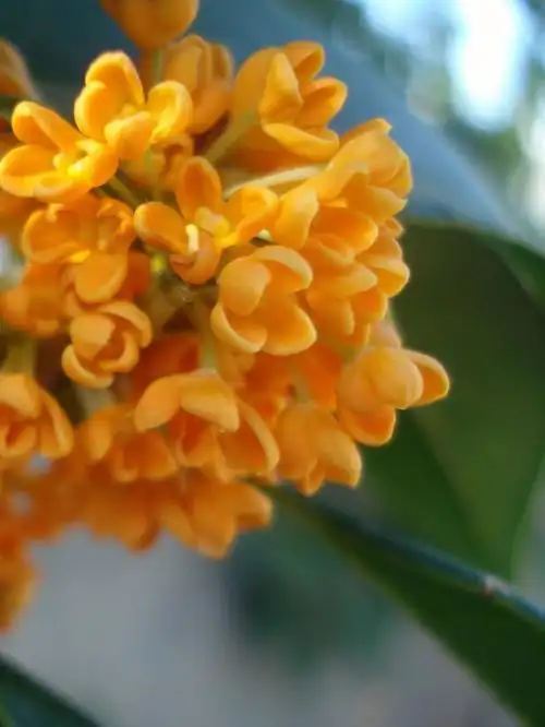 风里都是桂花的香味然而我鼻塞03了