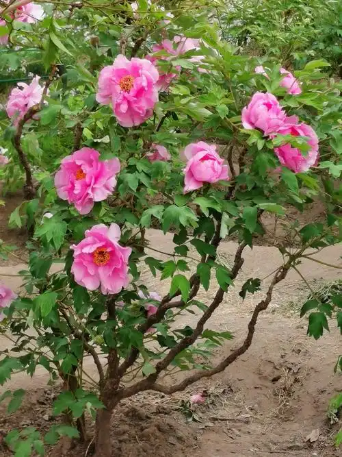 景山公园牡丹盛开