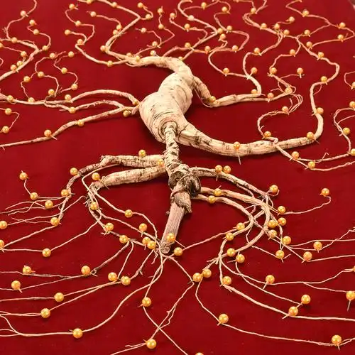 62年东北老人人参长白山野山参礼盒装送礼高档山参