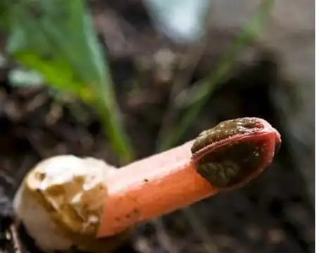 红鬼笔虽然臭但是功效居然一点也不少!