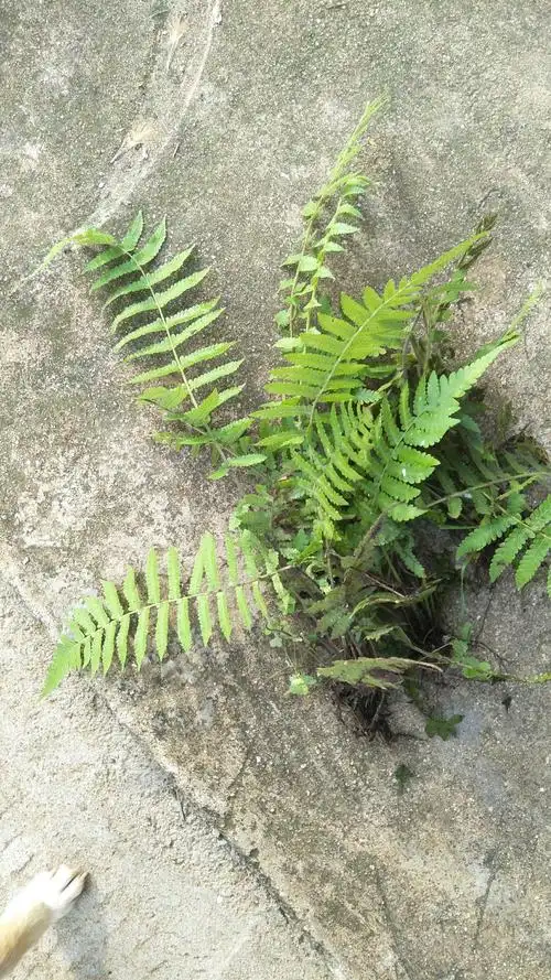 这种是凤尾草吗?