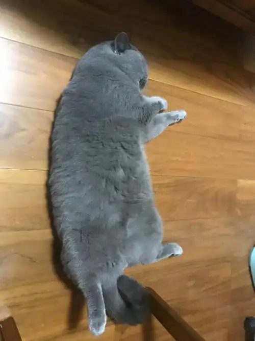 想问问大家的成年蓝猫都几斤啊