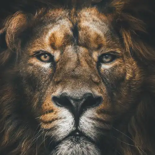 凶猛威武霸气狮子头像图片