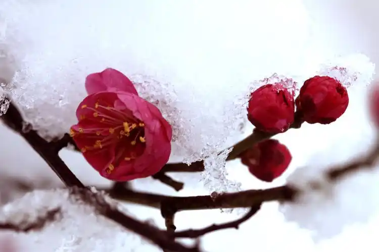 【大道至简】七律--------梅花吟(平水韵)