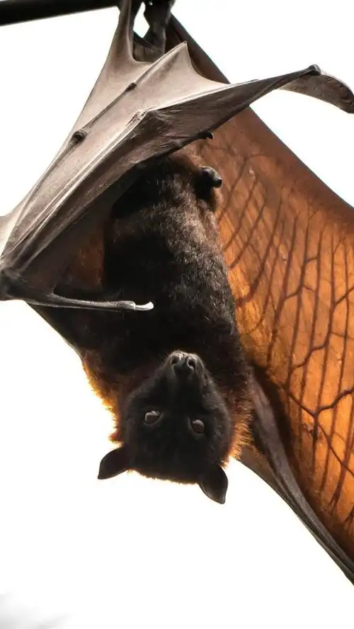 蝙蝠,动物