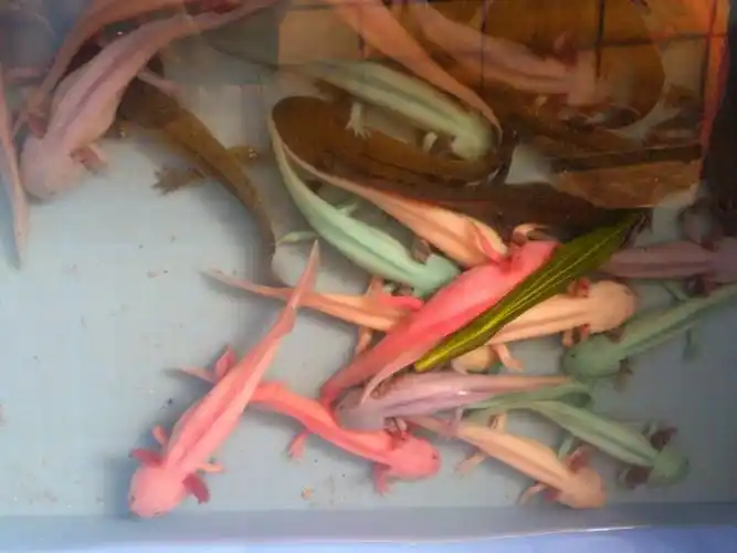 北海有脚鱼叫什么名字?(见图)