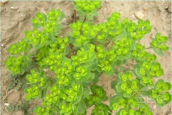 1,猫耳草具有利尿的功效与作用当注射猫耳草乙醇提取液1ml/kg给麻醉犬