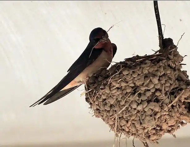 春暖花开燕子归巢你们家的燕子今年到家了吗