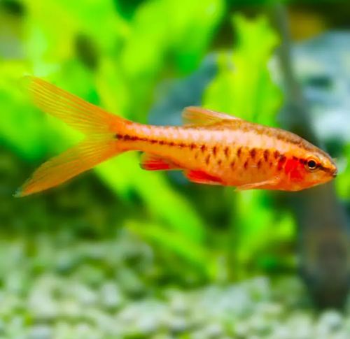 七夕水族长尾超红樱桃灯鱼台湾级甄选观赏鱼小型热带鱼群游草缸