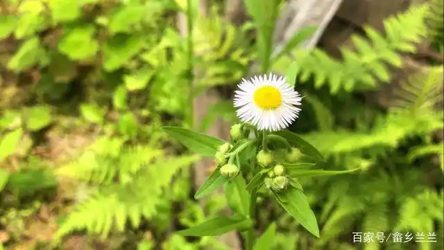 "一年蓬"别名叫治疟草,它有三大用途!别当成杂草除了太可惜