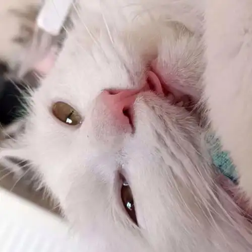 睡觉四仰八叉吐舌头猫