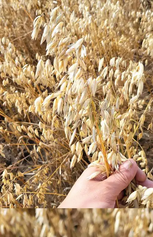 莜面粉纯莜面攸面悠油燕麦筱面莜麦面全麦张家口坝上内蒙武川山西 8斤