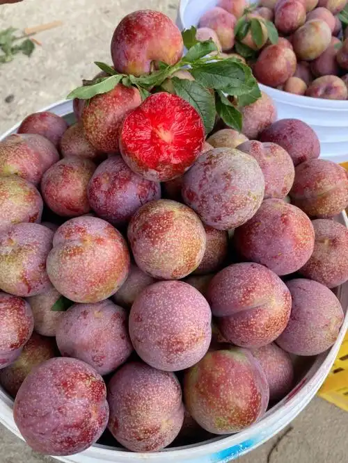 正宗钱排三华李又大又红清甜多汁