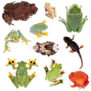 姬蛙科青蛙的背部是白色的照片