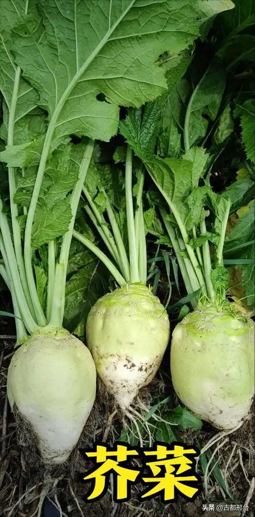 古代邢台人最爱吃的几种蔬菜,名字都很好听|芥菜|莲藕|白菜|韭菜_网易
