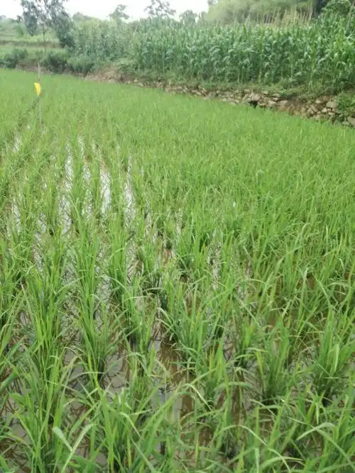 用什么肥料能够在短时间内把秧苗转好让它发颗,转青.
