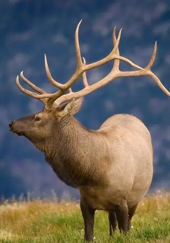 萌# #野生动物# #鹿# #大角鹿# #梅花鹿# #鹿角# #摄影