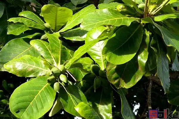 桃金植物百科_培育种植_品种图片_sbike