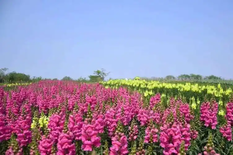 桃源·枫林花海