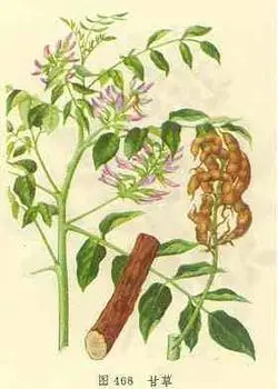 中医教你识别真伪甘草