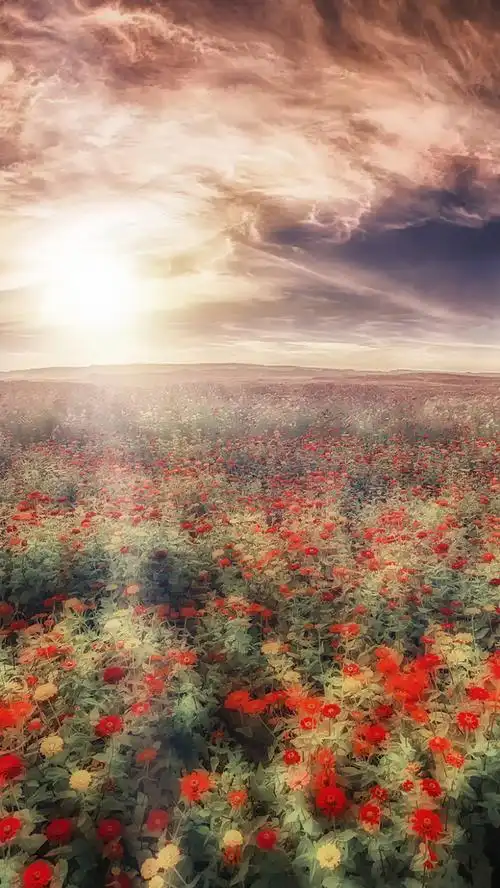 阳光下的花海h5背景素材