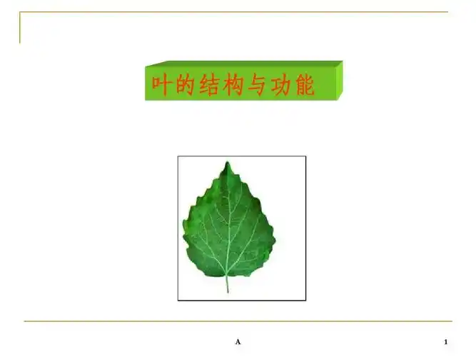 植物叶的解剖结构