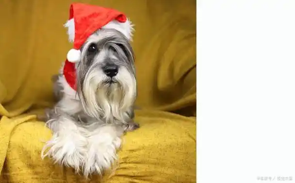 雪纳瑞是一种聪明,活泼的小型犬种,深受许多人的喜爱.