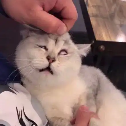 biu~疗愈人心的壁纸/头像/表情包