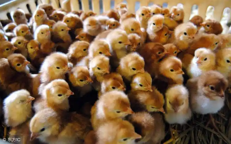 鸡苗多少钱一只江苏淮安鸡苗孵化基地