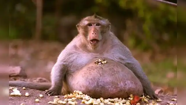 重达40斤!猴子太能吃变成"球",网友:不能说我瘦成猴了