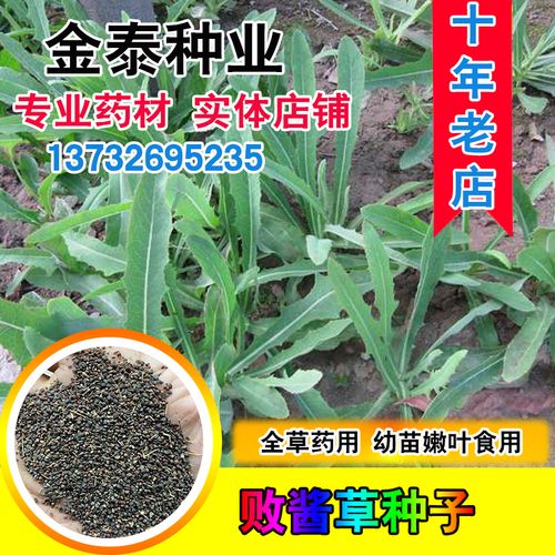 黄花败酱草种子南败酱草苦益菜 苣荬菜苦菜子苦菜苦麻菜种子