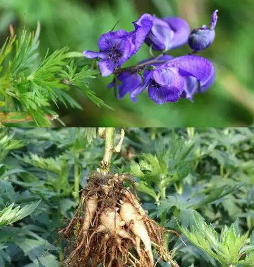 草乌头的功效与作用_美健品招商网