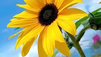 每天像向日葵一样,面对着太阳,吸收阳光,吸收满满的正能量,永远充满