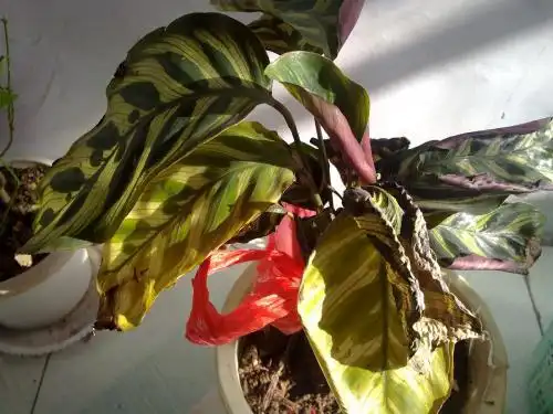 孔雀竹芋叶子发黄焦边怎么办处理方法孔雀竹芋叶子卷边干枯原因