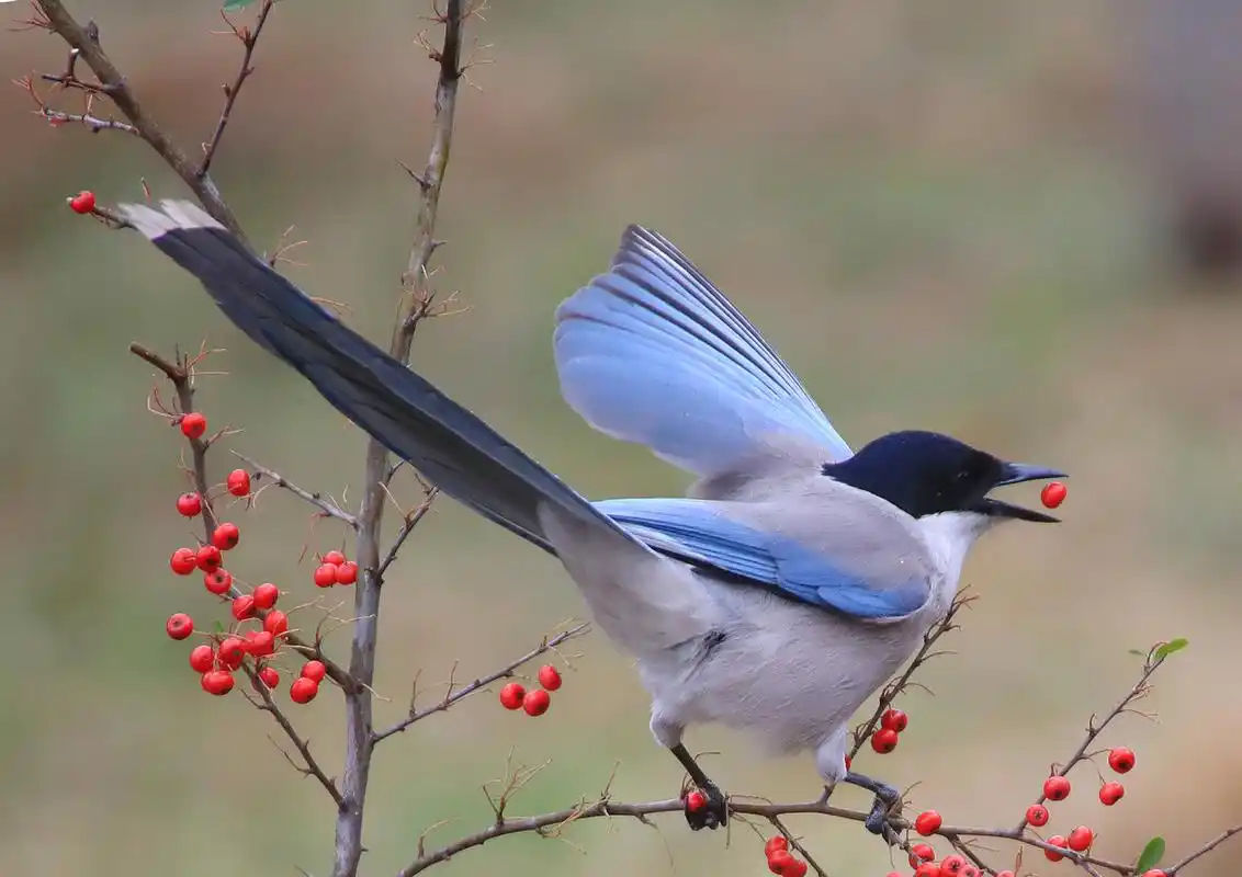 灰喜鹊,是枝头那抹灵动的身影,带着喜气洋洋的气息,为我们的生活增添