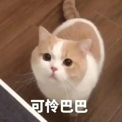 萌宠gif猫星人gif可怜巴巴gif委屈gif呆萌gif可爱gif