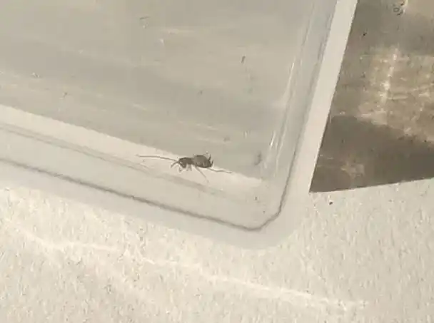 一周内家里出现三次小蟑螂,有多大几率家里有很多蟑螂?